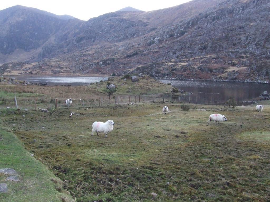 Rockfield House B&B Killarney Zewnętrze zdjęcie